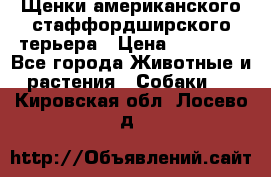 Щенки американского стаффордширского терьера › Цена ­ 20 000 - Все города Животные и растения » Собаки   . Кировская обл.,Лосево д.